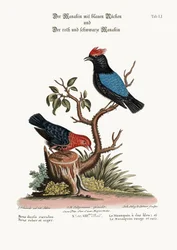 Der Blauflügelpipra und der Rot-Schwarz-Pipra, 1749-73